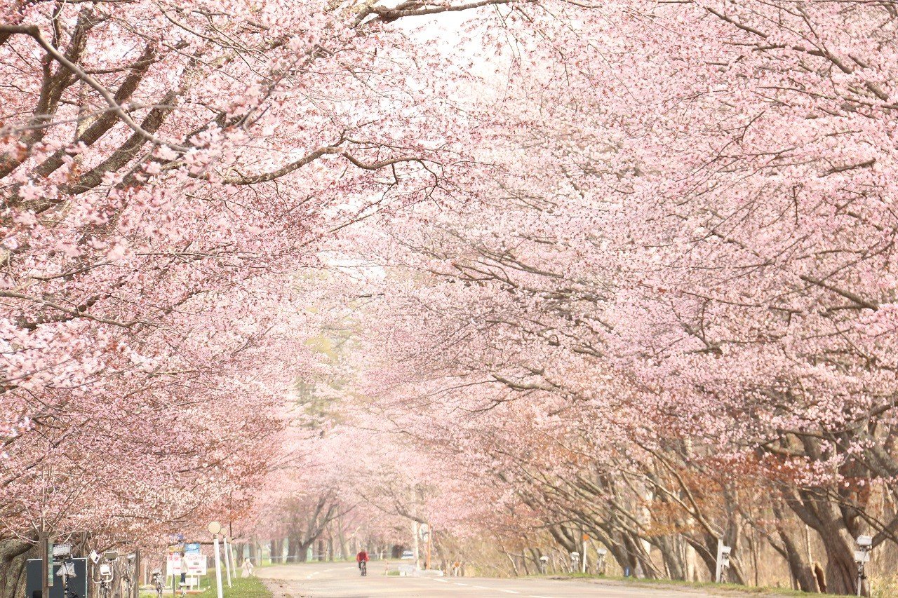 🌸 유슌 사쿠라 로드 (유슌 사쿠라 로도)